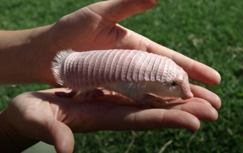 1800high - sixpenceee - Pink Fairy Armadillo Known as the...