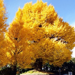blueberrycandle:  It’s autumn…. by suga_shikao http://ift.tt/1yKWJGQ