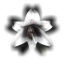 lild0rm