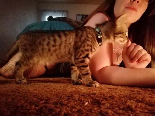 Kitty cat bloopers from the set I just took! Aoliath and Nova just had to be apart of it 😂Catch the first part of the photo set on my OnlyFans! 