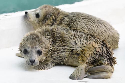 fuckyeahpinnipedia: Nacen focas gemelas en el acuario “Sunasia Ocean World” de China ‪(Twin seals 