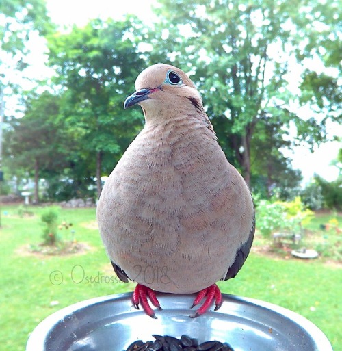 ostdrossel:A judgy one.