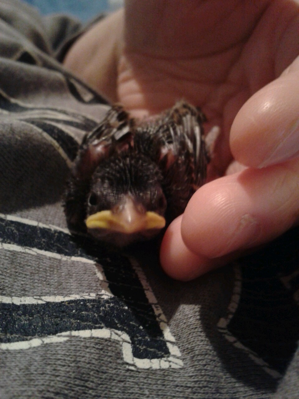 kazzythegreat:  Our little baby sparrow, from the day we took him in to about two