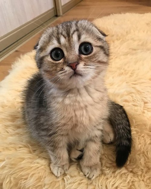 Cat Posts
