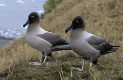 fairy-wren:  Light-Mantled Albatross. Photo