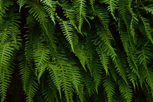 Polypodium. Glad to be back, Tumblr.