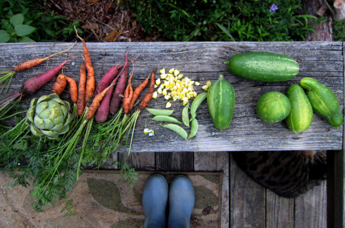 Today&rsquo;s harvest shot: carrots, artichoke, mullein flowers, chamomile flowers, some of the 