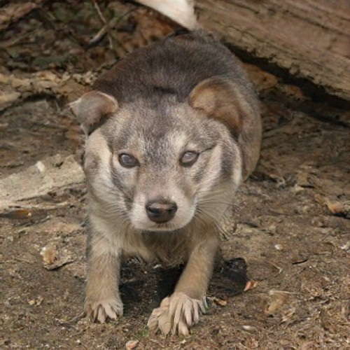 species-ambiguous mammals from ganbreeder