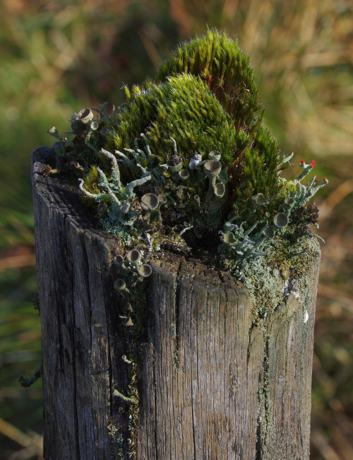 Some tufts, cups and match-heads #FencepostOfTheWeek