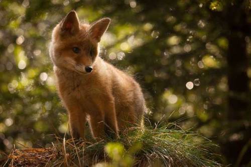 everythingfox: Have a wonderful day Photo(s) by Robert Adamec