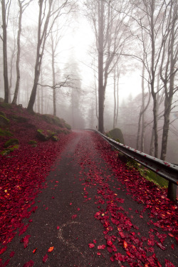 4nimalparty:  (by Corrado orio photography)