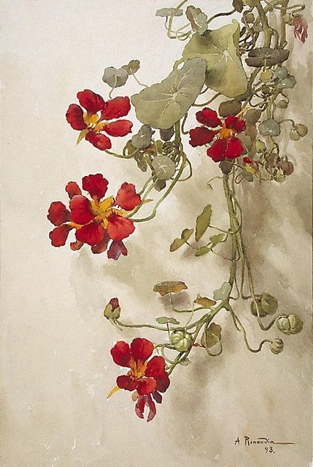 art-and-things-of-beauty:
“ Alfred RENAUDIN (1866 - 1944) - Nasturtiums.
”