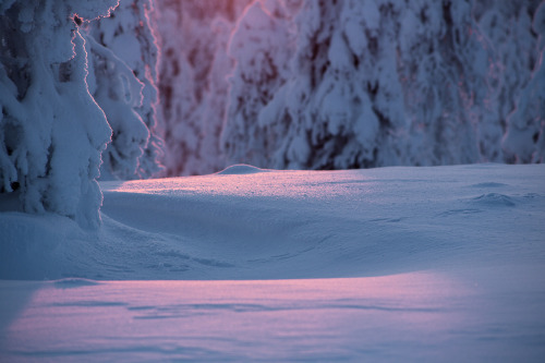 tiinatormanenphotography:Winter hues. Dec 2014, Posio, Southern Lapland.by Tiina Törmänen | web | FB