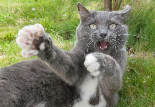 mostlycatsmostly:  (via zoe-swinyard)