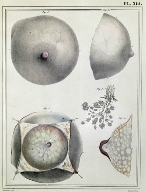 frenchtwist:  Anatomy of the breast from Manuel d’anatomie descriptive du corps humain by Jules Cloq