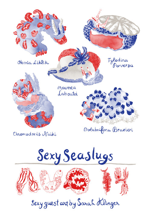 Today’s Sea Slug Sexy brought to you by the taxonomically talented and hilarious illustrator S