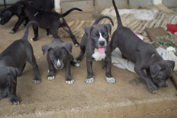 endless-puppies:  Beautiful Pitbull pups!