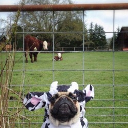 cool-in-a-wtf-way:You can be a cow if you