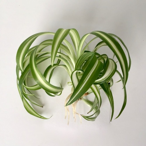 megansplants: Spider Plant (Chlorophytum comosum) – ‘Bonnie’I bit the bullet and t