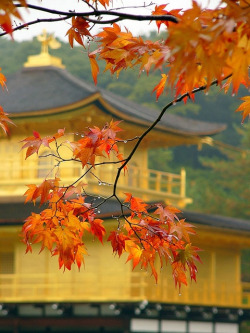 thekimonogallery:  The symbol of Kyoto, Japan