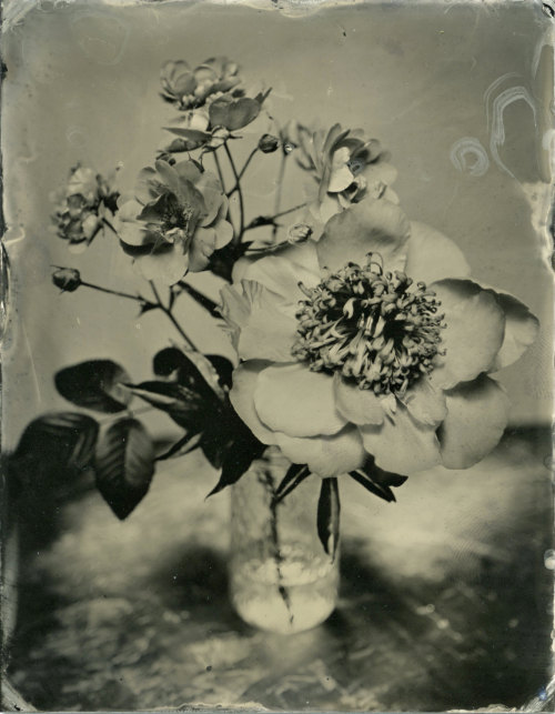 XXX brookelabrie:  Peony and Rosebush Tintype photo