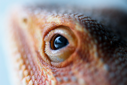 surkuzoo: Macro of a bearded dragon [by surkea]