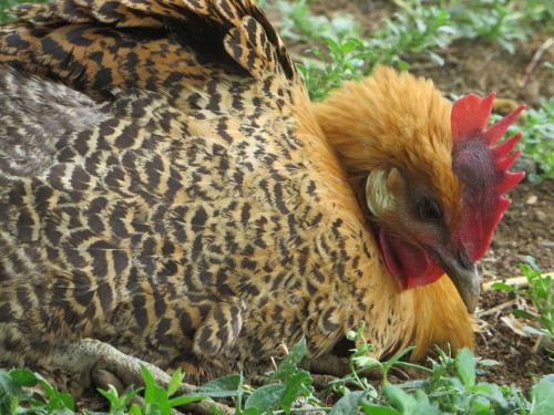 Roberta taking a dust bath.