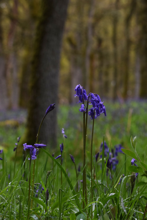 Kinclaven Bluebell Wood, Perthshire, ScotlandIt was quite a delight to walk through these woods and 