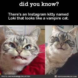 did-you-kno:  Kitty is trying to disguise