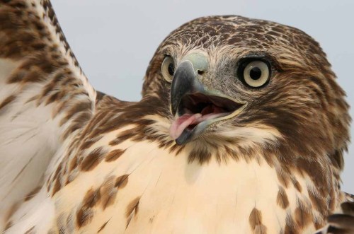 ridiculousbirdfaces:Red-tailed Hawk