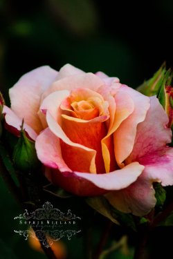 blooms-and-shrooms:  Queen of Roses by Sophie-Wieland