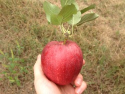 Apple Picking This Morning . ° ☾ °☆