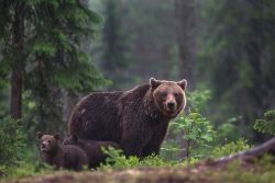 spiritofthewoodlands:  Under the rain by BogdanBoev  