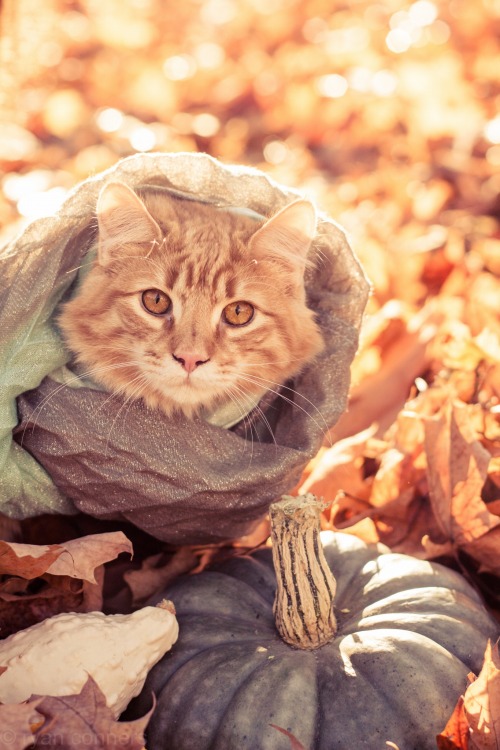 autumncozy:  Cats in scarves in the fall. 