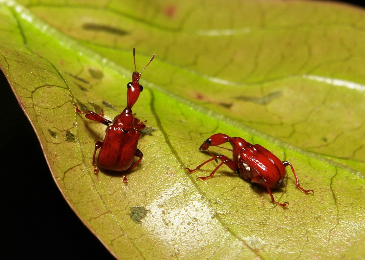 sinobug:  The TOP TEN BEETLE images taken in 2015 and posted to itchydogimages on