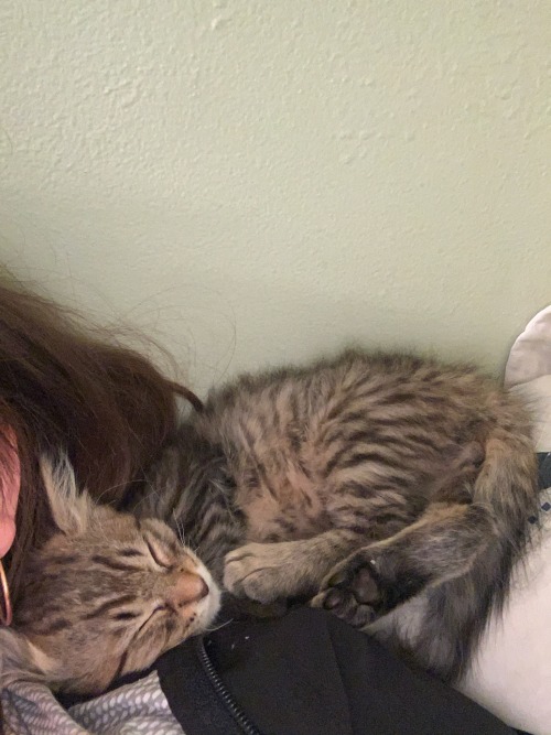 Im So Sorry To Disappear And Come Back Just For This, But I Have To Get My Cat, Koda, To The Vet To Get