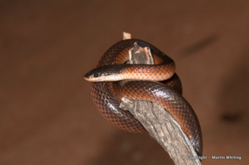 Mitchell&rsquo;s short-tailed snake - Parasuta nigricepsParasuta nigriceps (Elapidae) is an