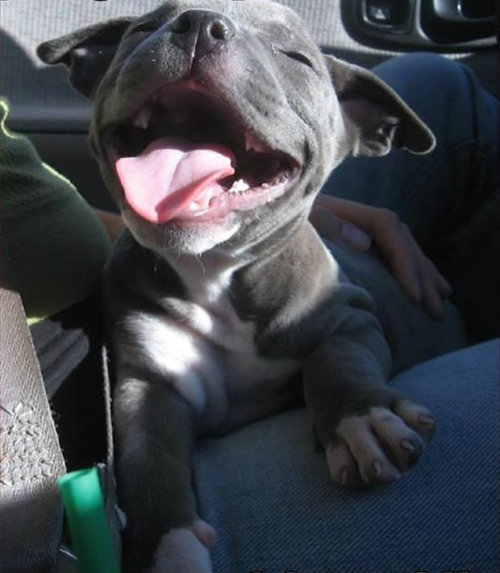 chubbinafatazrelli:  thecutestofthecute:  Because Pitbulls need love too.  OH MY GOD 