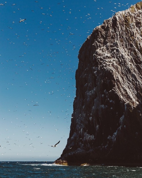 Summer sea bird colonies off North Berwick, Scotland.I wrote on my blog about it here.Follow me @rua