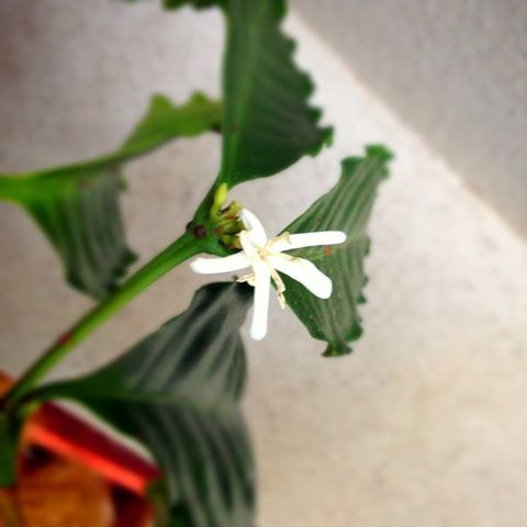 The @thenewagencyau coffee bush has flowered! Now taking orders for Sydney’s most micro microbrew ;-)