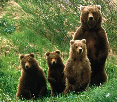 ursinology:  ok but consider bears Look at those tiny ears They are majestic af But goofy as hell  All things considered. Bears are perfect  