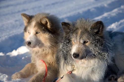 Top three are Nenets laika and the fourth is a pair of Nenets/Chukchi mixes (the Siberian husky&rsqu