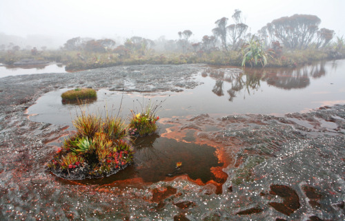 odditiesoflife:  Mount Roraima The incredible top of Mount Roraima, the 1.8 million year old sandstone plateau. It is also called Roraima Tepui or Cerro Roraima. The geological marvel is one of the oldest formations on Earth, a natural border between