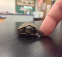 talk-birdy-to-me:  Life hack: hold hands with tiny turtles as often as possible. 