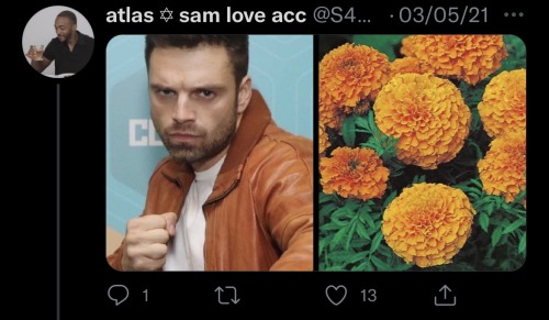 Sebastian Stan As Flowers: An Absolutely Adorable Thread By @S4MWILSON On Twitter