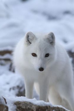 wolverxne:  Curious Arctic Fox by Mark Dumont