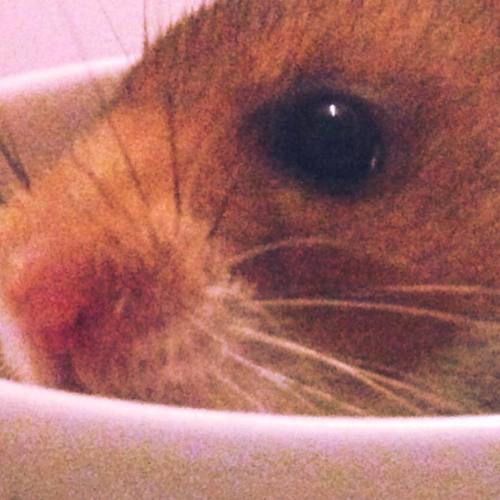 hamsters-in-cups