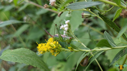 Short-Winged Meadow Katydid - Conocephalus brevipennisWith my field guides and my main literature re