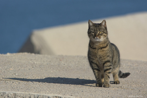 catycat21:Feral cat by leporcia on Flickr.