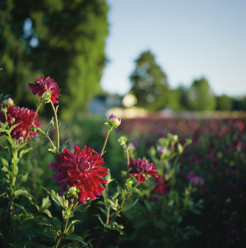 drxgonfly: Summer’s Blooms (by Danielle Nelson)